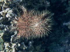 Acanthaster planci