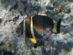 Acanthurus guttatus