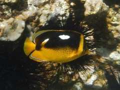 Chaetodon quadrimaculatus