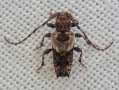 Pogonocherus hispidus