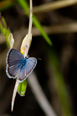 Hemiargus hanno