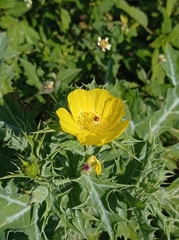 Argemone mexicana