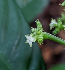 Palicourea racemosa