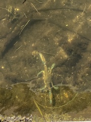 Callinectes