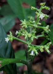 Palicourea racemosa