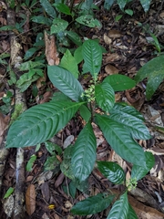 Palicourea racemosa