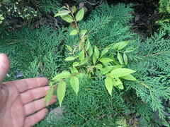 Toona sinensis