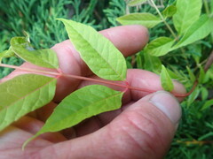 Toona sinensis