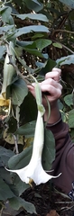 Datura innoxia