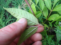 Toona sinensis