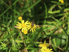Asemosyrphus mexicanus