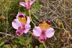 Alstroemeria magnifica