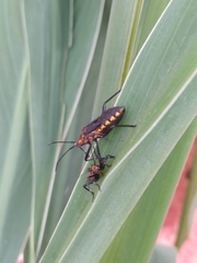 Phthiacnemia picta