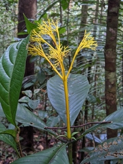 Palicourea quadrifolia