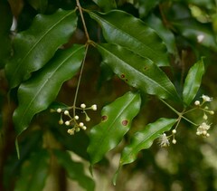 Syzygium anisatum