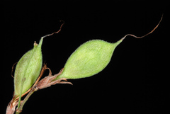 Lespedeza thunbergii