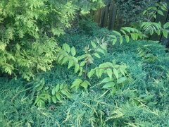 Toona sinensis