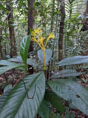 Palicourea quadrifolia