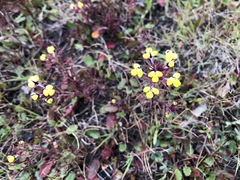 Triphysaria eriantha