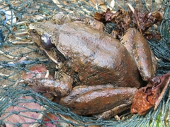 Limnonectes macrodon