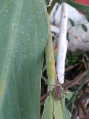 Phthiacnemia picta
