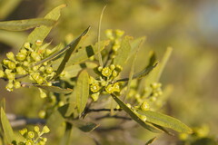 Alectryon oleifolius