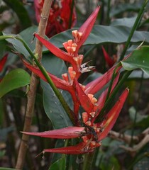 Heliconia acuminata
