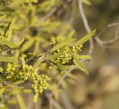 Alectryon oleifolius