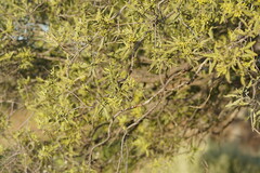 Alectryon oleifolius