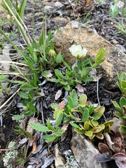 Dryas hookeriana