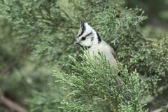 Baeolophus wollweberi