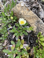 Dryas hookeriana