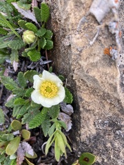 Dryas hookeriana