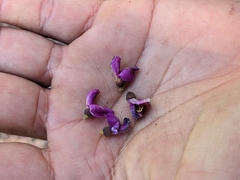 Millettieae