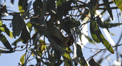 Melithreptus brevirostris