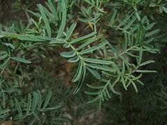 Salweenia wardii