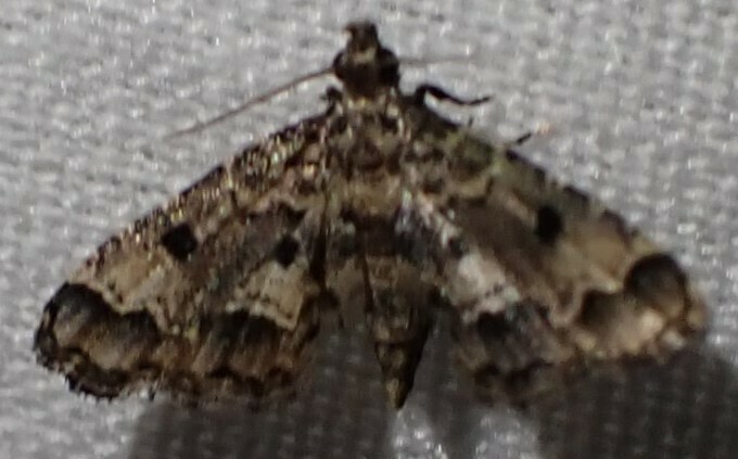Sufetula chagosalis