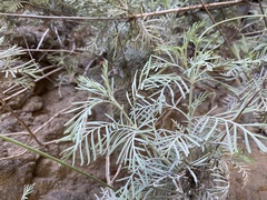 Lavandula buchii image