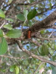 Lepidoptera