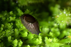 Schizoglossa