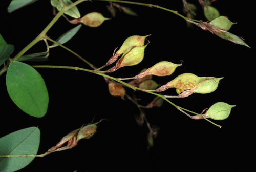 Lespedeza de Thunberg 2
