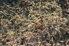 Pogonomyrmex bicolor