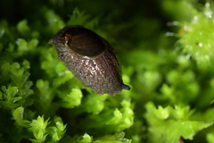 Schizoglossa