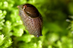 Schizoglossa
