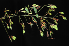 Lespedeza thunbergii