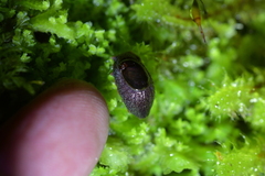 Schizoglossa
