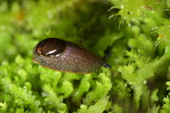 Schizoglossa