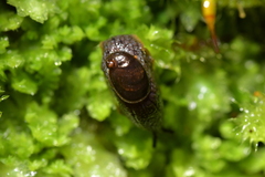 Schizoglossa