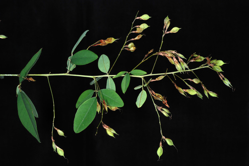Lespedeza de Thunberg 4