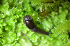 Schizoglossa